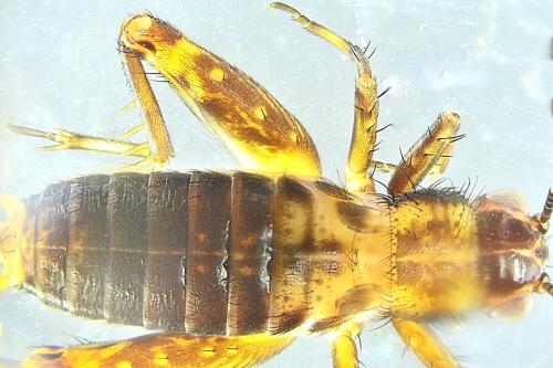 Réf. 337 104 : Nemobius sylvestris sylvestris